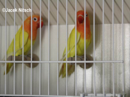 117 copy
